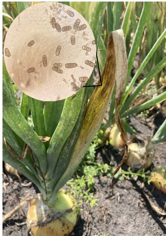 Stemphylium leaf blight on onion
